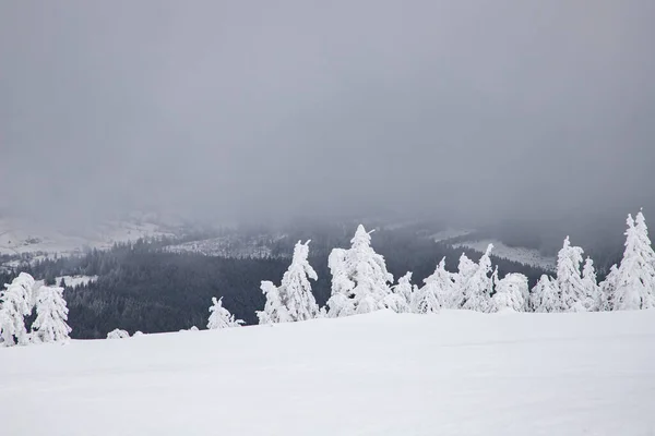 Magisk Vinterlandskap Med Snøfylte Cypresstre – stockfoto