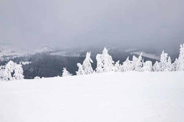 Magisch Winterlandschap Met Besneeuwde Dennenbomen — Stockfoto