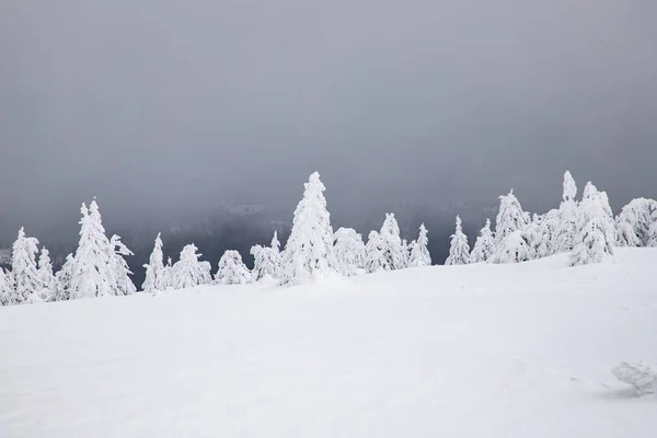 Paisagem Mágica Inverno Com Abetos Nevados — Fotografia de Stock