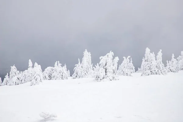 Paisagem Mágica Inverno Com Abetos Nevados — Fotografia de Stock