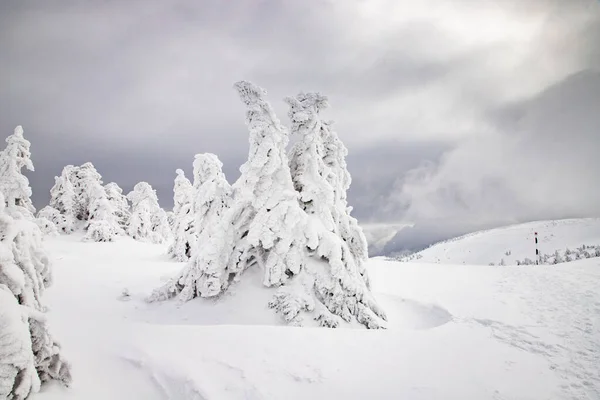 Magisch Winterlandschap Met Besneeuwde Dennenbomen — Stockfoto