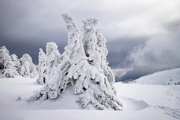 Paisagem Mágica Inverno Com Abetos Nevados — Fotografia de Stock