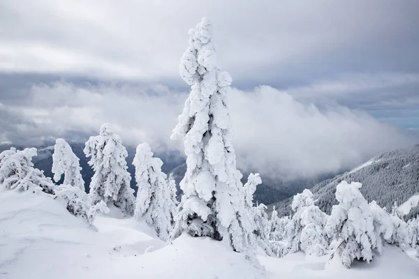 Paysage Hivernal Magique Avec Sapins Neigeux — Photo