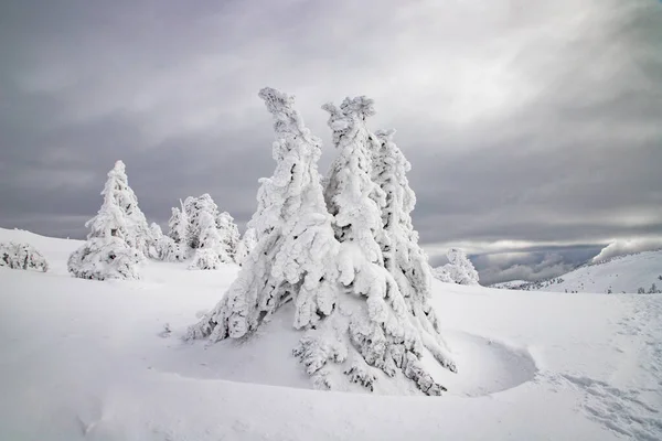 Paisaje Mágico Invierno Con Abetos Nevados — Foto de Stock