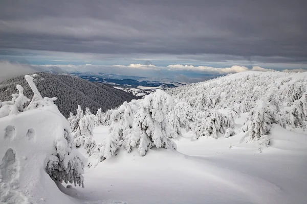 Paisaje Mágico Invierno Con Abetos Nevados —  Fotos de Stock