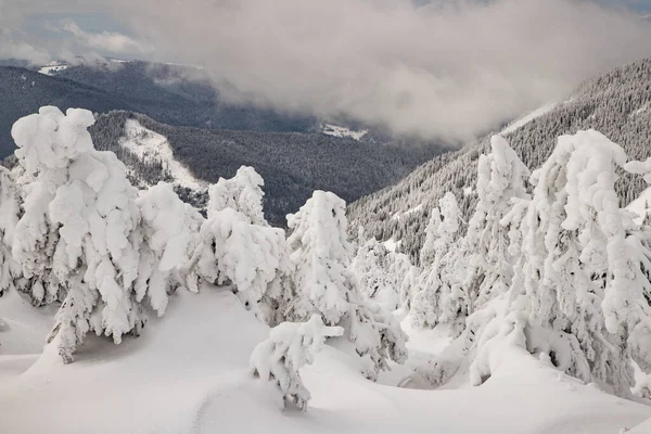 Magic Winter Landscape Snowy Fir Trees — Stock Photo, Image