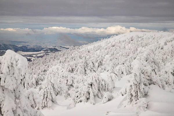 Paysage Hivernal Magique Avec Sapins Neigeux — Photo