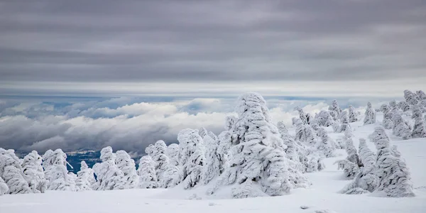 Magico Paesaggio Invernale Con Abeti Innevati — Foto Stock