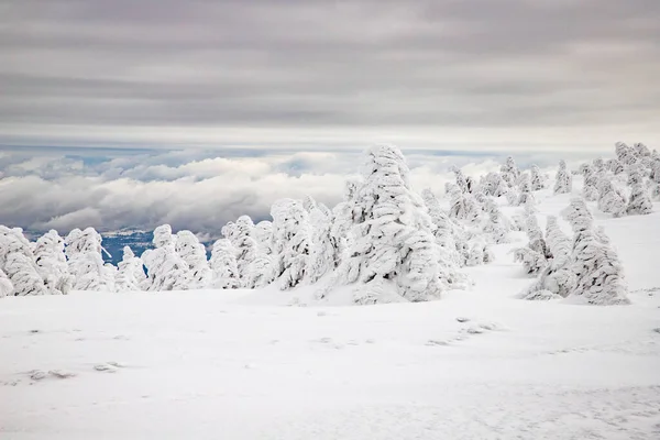 Magisk Vinterlandskap Med Snøfylte Cypresstre – stockfoto