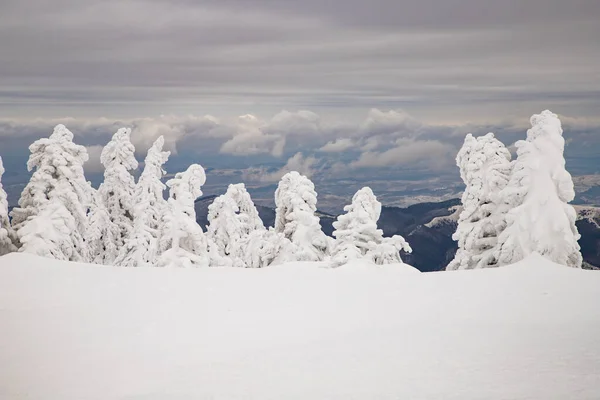 Paisaje Mágico Invierno Con Abetos Nevados — Foto de Stock