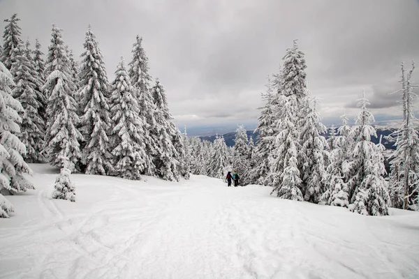 Sihirli kış manzarası Karlı köknar ağaçları