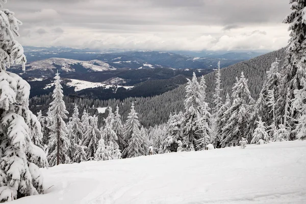 Paysage Hivernal Magique Avec Sapins Neigeux — Photo