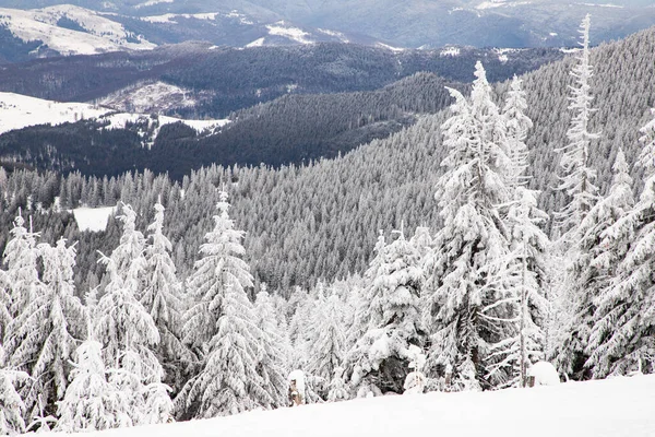 Paysage Hivernal Magique Avec Sapins Neigeux — Photo