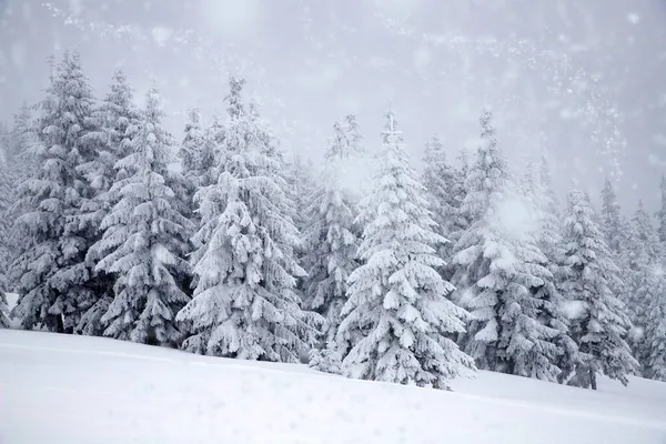 雪地冷杉的冬季奇景 — 图库照片