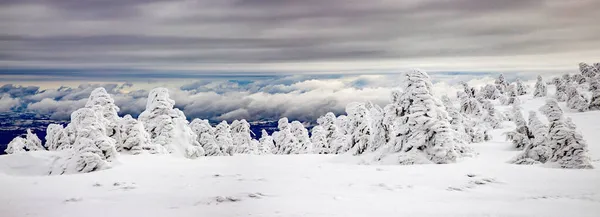 Paysage Hivernal Magique Avec Sapins Neigeux — Photo