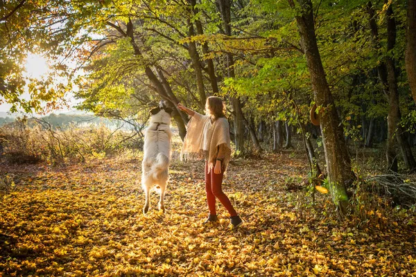 Donna Che Gioca Con Cane Nella Foresta Autunnale — Foto Stock