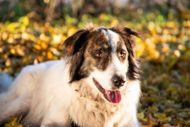Mutlu beyaz köpek sonbahar ormanında