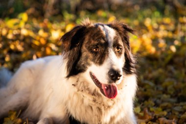 Mutlu beyaz köpek sonbahar ormanında