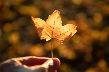 Sonbaharda sarı yaprak ve altın bokeh arkaplan