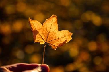 Sonbaharda sarı yaprak ve altın bokeh arkaplan