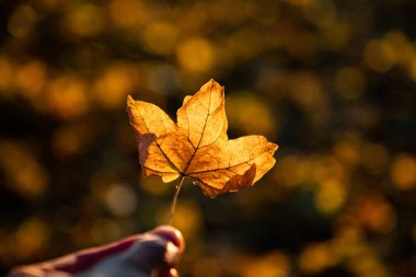 Sonbaharda sarı yaprak ve altın bokeh arkaplan