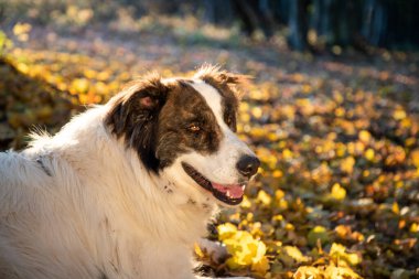 Mutlu beyaz köpek sonbahar ormanında