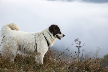 Mutlu beyaz köpek sonbahar manzarasında dışarıda oynuyor.