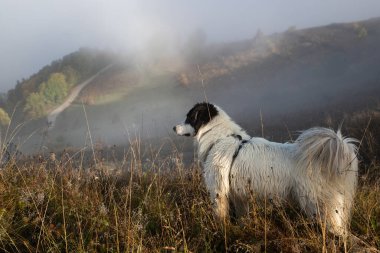 Mutlu beyaz köpek sonbahar manzarasında dışarıda oynuyor.