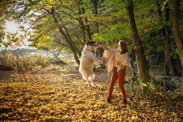 Sonbahar Ormanında Köpekle Oynayan Kadın — Stok fotoğraf