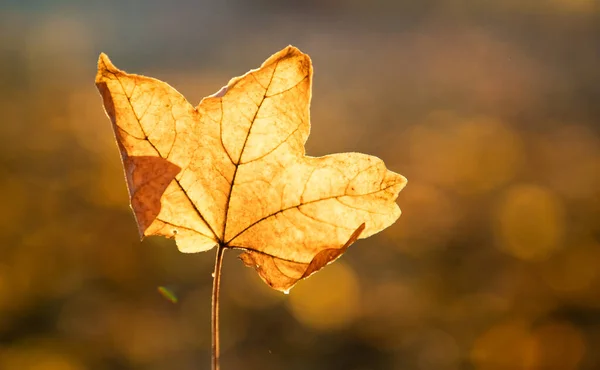 Geel Blad Herfst Gouden Bokeh Achtergrond — Stockfoto