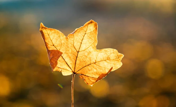 秋の黄色の葉と金色のボケの背景 — ストック写真