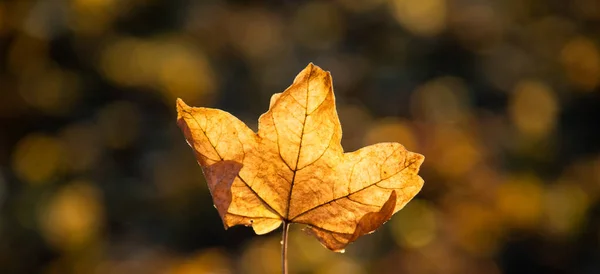 Geel Blad Herfst Gouden Bokeh Achtergrond — Stockfoto