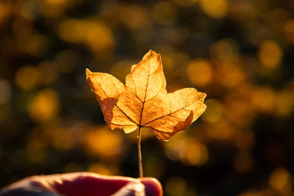 秋の黄色の葉と金色のボケの背景 — ストック写真
