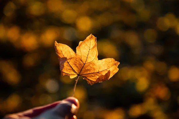 Folha Amarela Outono Fundo Bokeh Dourado — Fotografia de Stock