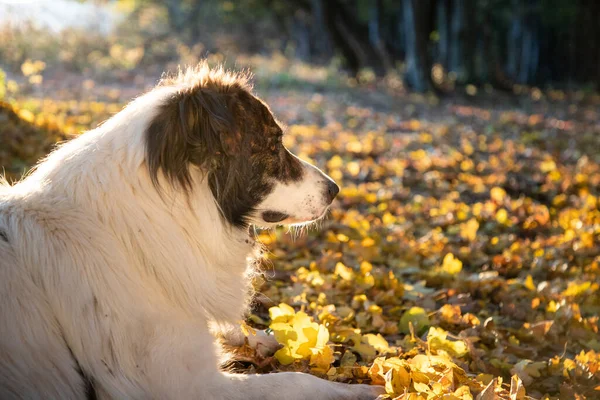 Cão Branco Feliz Floresta Outono — Fotografia de Stock