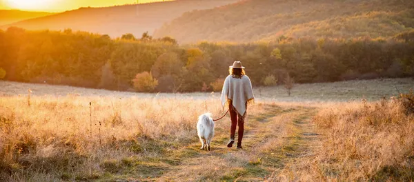 Donna Che Cammina Con Cane Sorprendente Tramonto Sul Campo Autunnale — Foto Stock