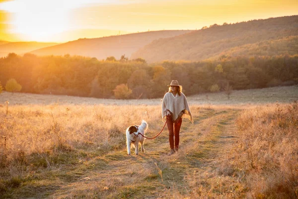 Mujer Caminando Con Perro Increíble Puesta Sol Campo Otoño —  Fotos de Stock