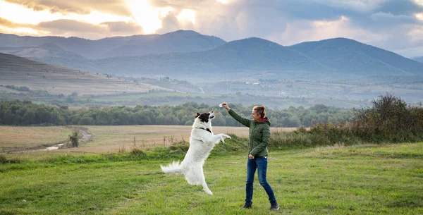 Woman White Dog Playing Outdoors — Stock Photo, Image