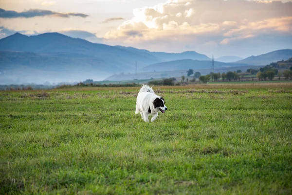 Mutlu Beyaz Köpek Sonbahar Manzarasında Dışarıda Oynuyor — Stok fotoğraf