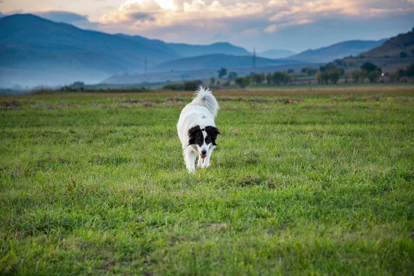 Glücklicher Weißer Hund Spielt Draußen Herbstlicher Landschaft — Stockfoto