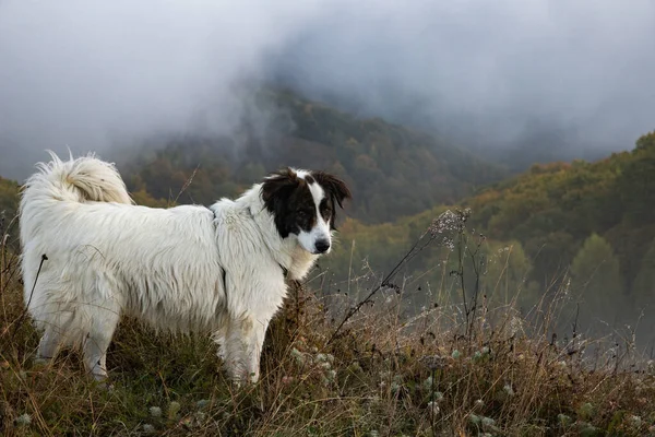 Cão Branco Feliz Brincando Livre Paisagem Outono — Fotografia de Stock