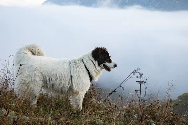 Glad Vit Hund Spelar Utomhus Höstlandskapet — Stockfoto