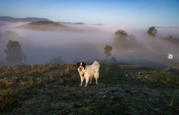 Mutlu Beyaz Köpek Sonbahar Manzarasında Dışarıda Oynuyor — Stok fotoğraf