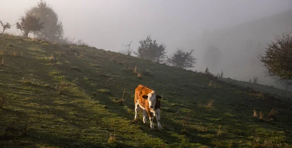 Transilvanya Kırsalında Güzel Sisli Sonbahar Sabahı Manzarası — Stok fotoğraf