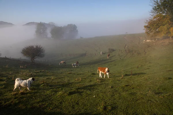 Hermoso Paisaje Nublado Otoño Por Mañana Transilvania Rural — Foto de Stock