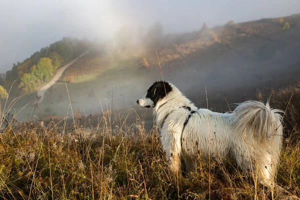 Glad Vit Hund Spelar Utomhus Höstlandskapet — Stockfoto