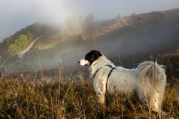 Glad Vit Hund Spelar Utomhus Höstlandskapet — Stockfoto