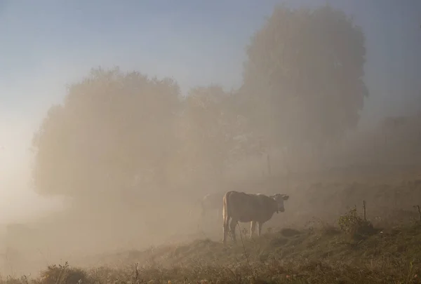 Beautiful Foggy Autumn Morning Landscape Rural Transylvania — Stock Photo, Image