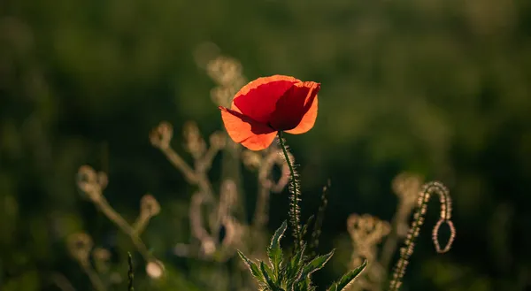 Wild Poppy Field Armistice Remembrance Day Background — Stock Photo, Image
