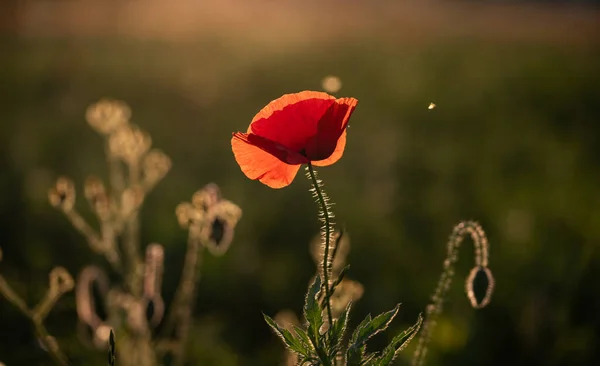 Campo Papavero Selvatico Armistizio Ricordo Giorno Sfondo — Foto Stock